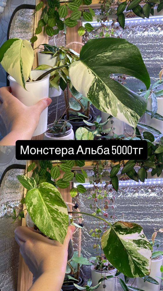 Комнатные цветы черенки