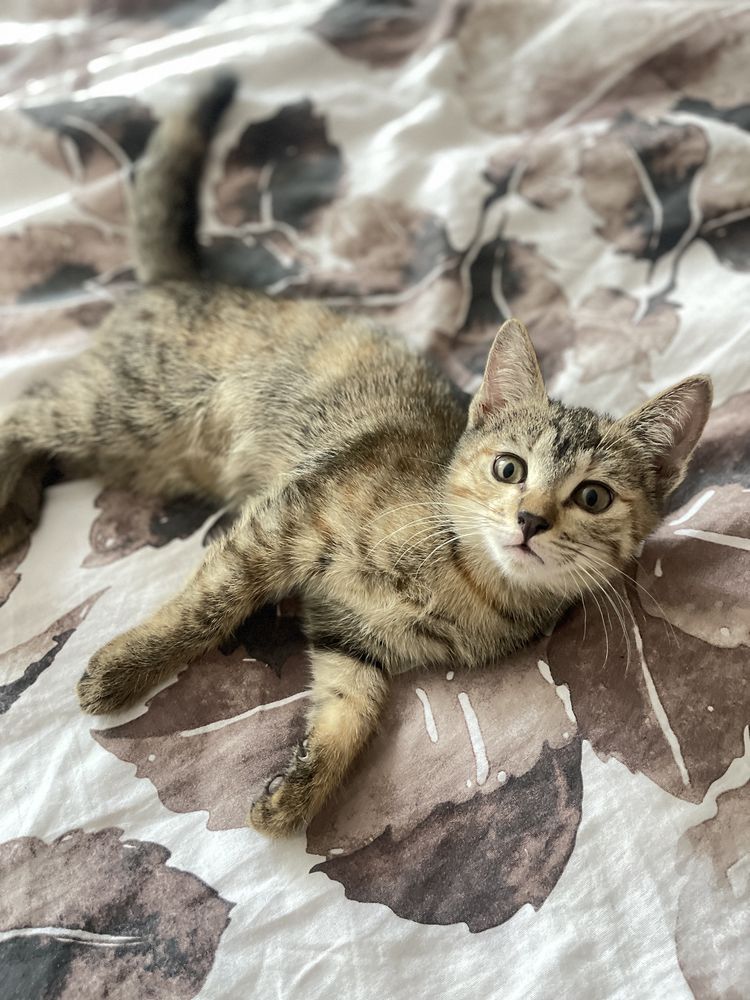 Котенка отдам в добрые руки