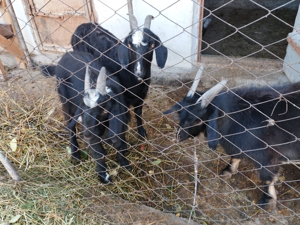 Продам козлов 4 месячных