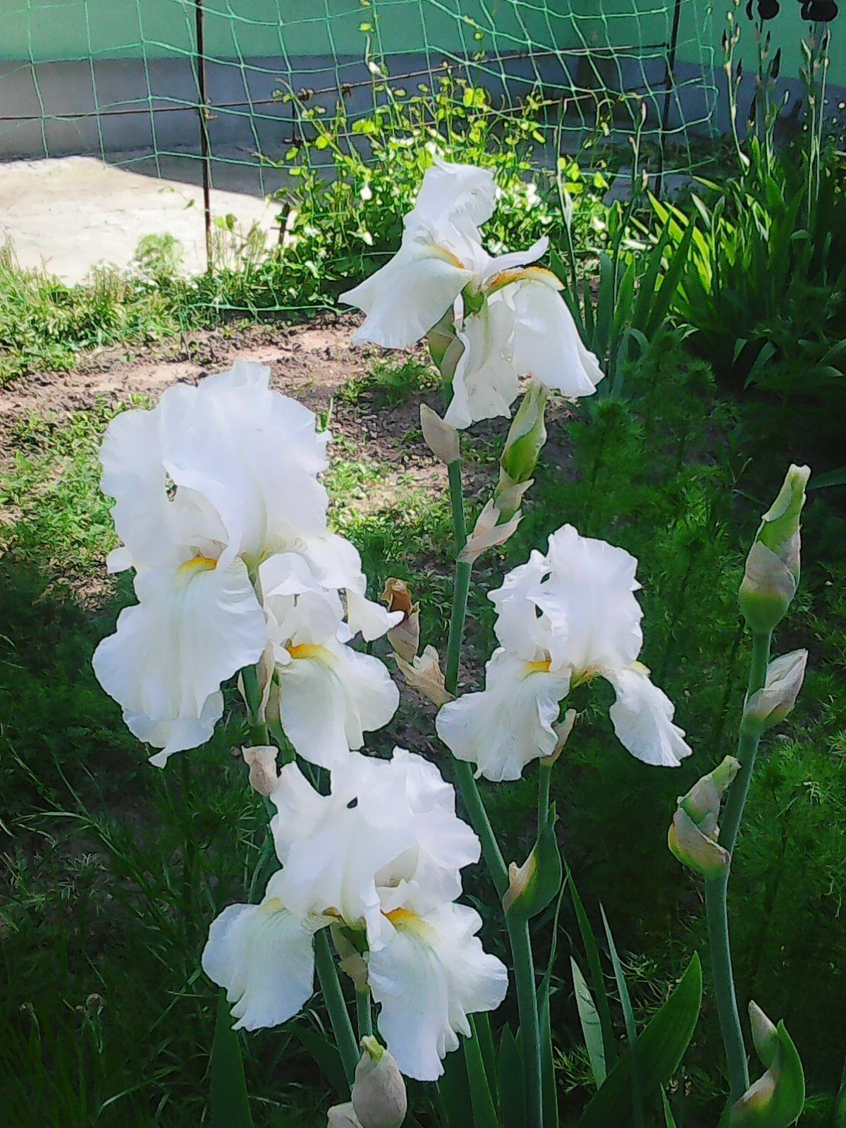 Ирисы белые,  ирисы желтые, синие (корневища)