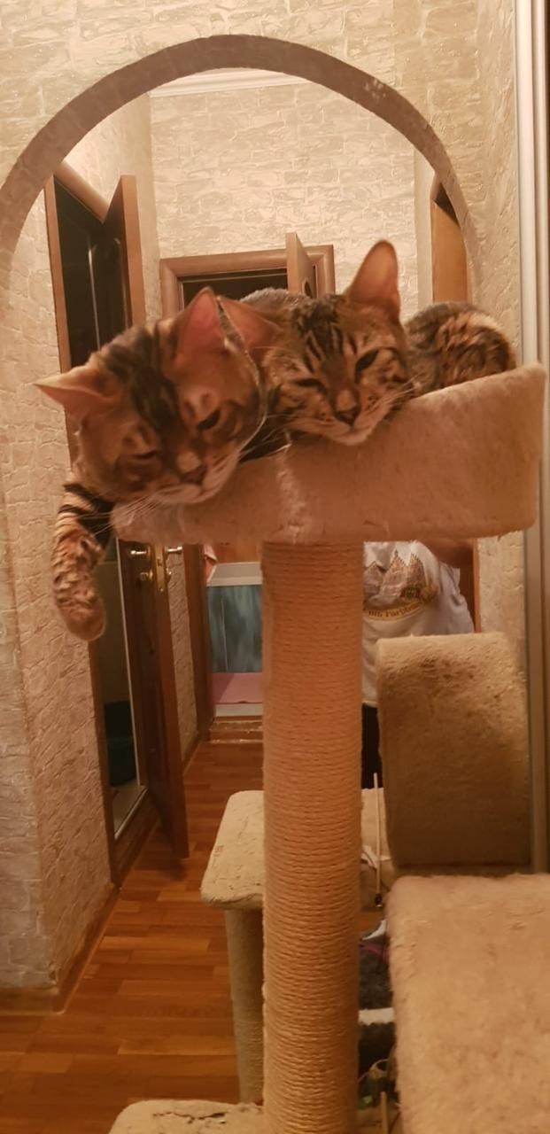 Бенгальские котики