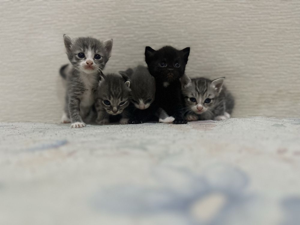 Продам котят Скоттиш Страйт