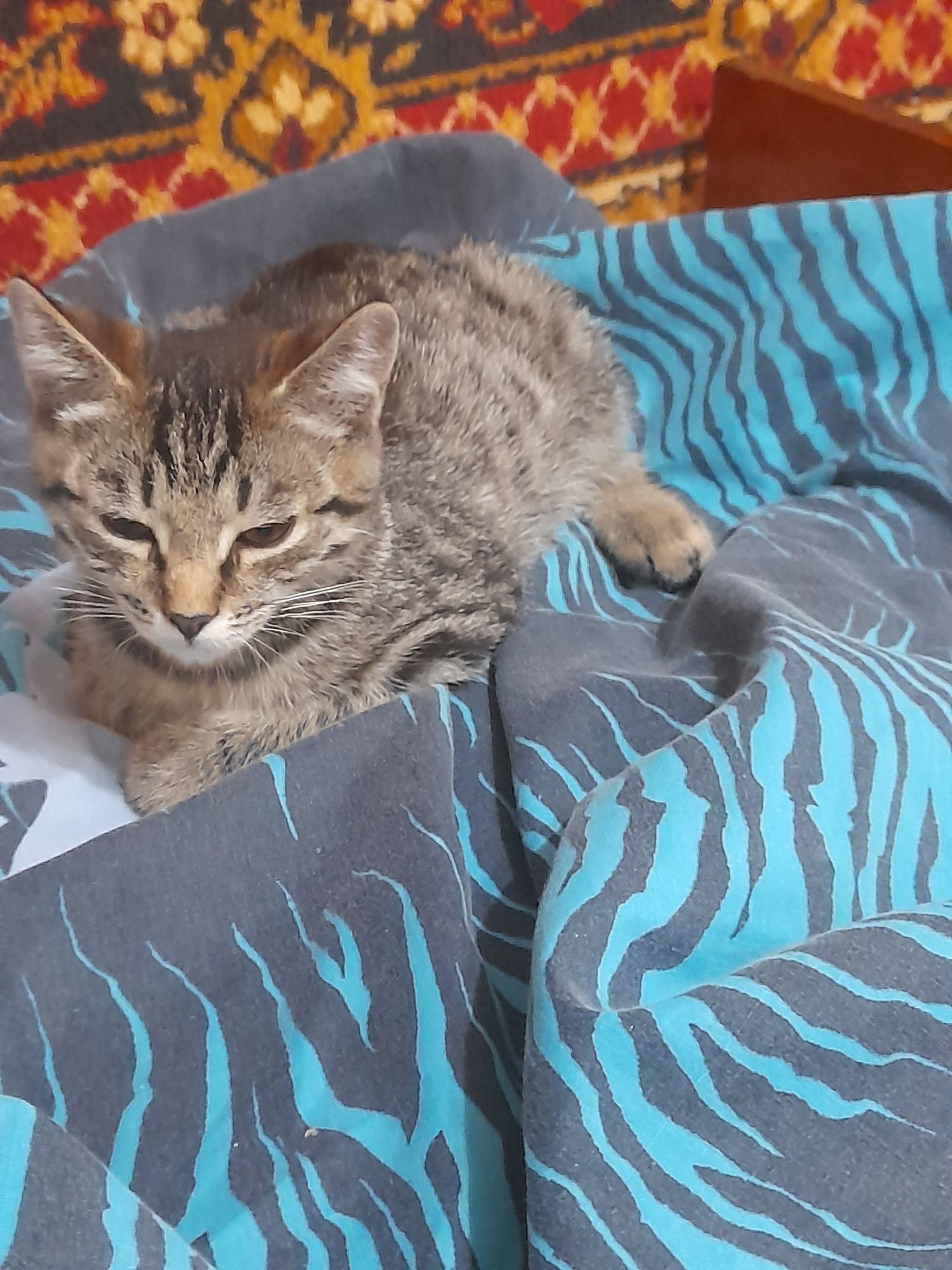 Котенок в добрые руки