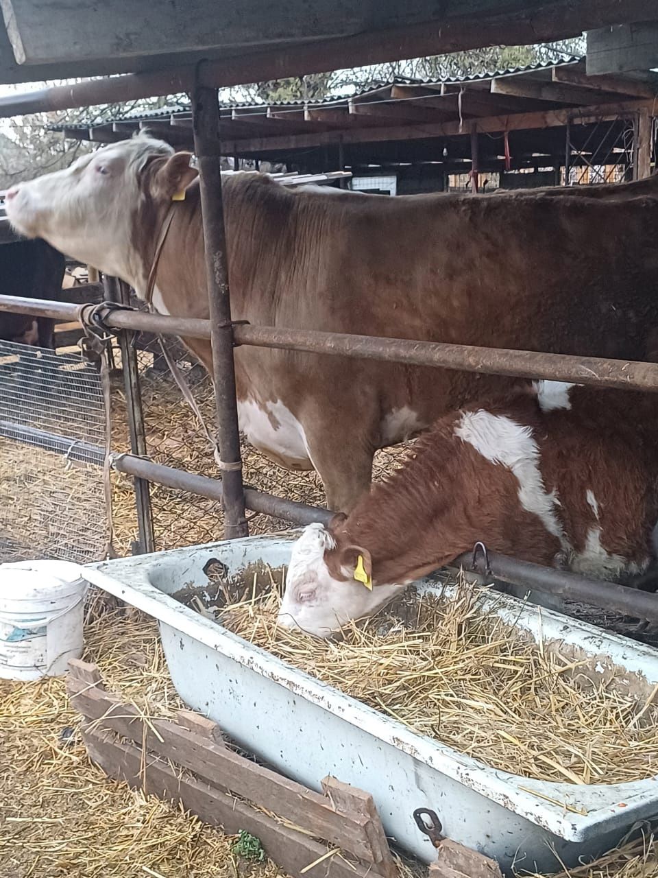 Продам быка 2.5г чистокровного
