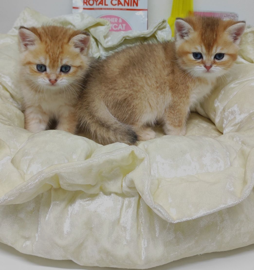 Котики британские золотые