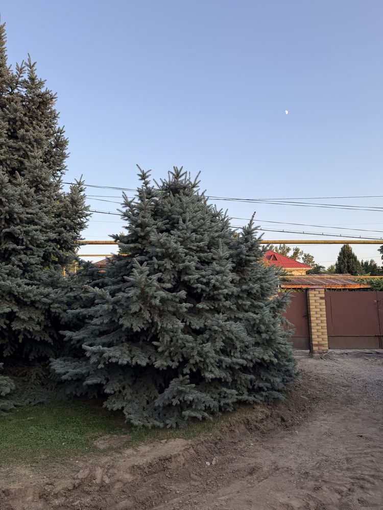 Продам голубую ель