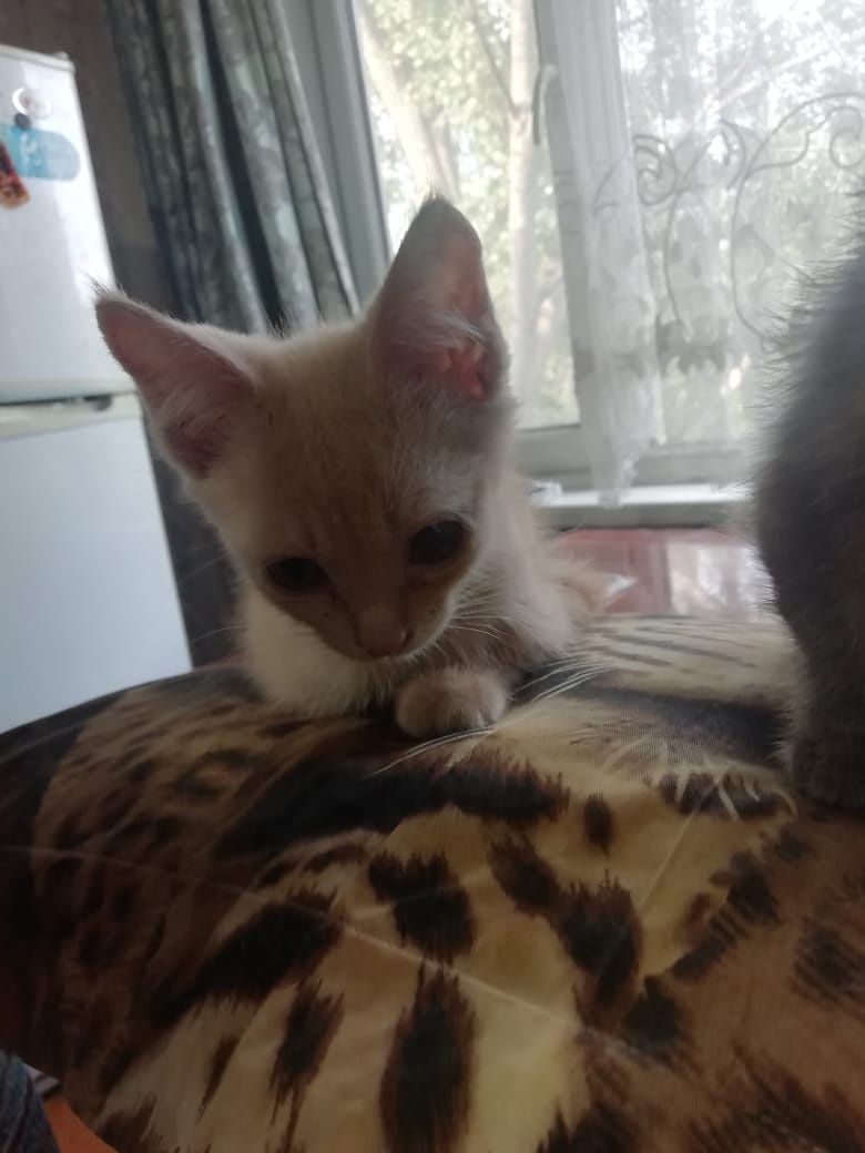 Отдам котят в хорошие руки