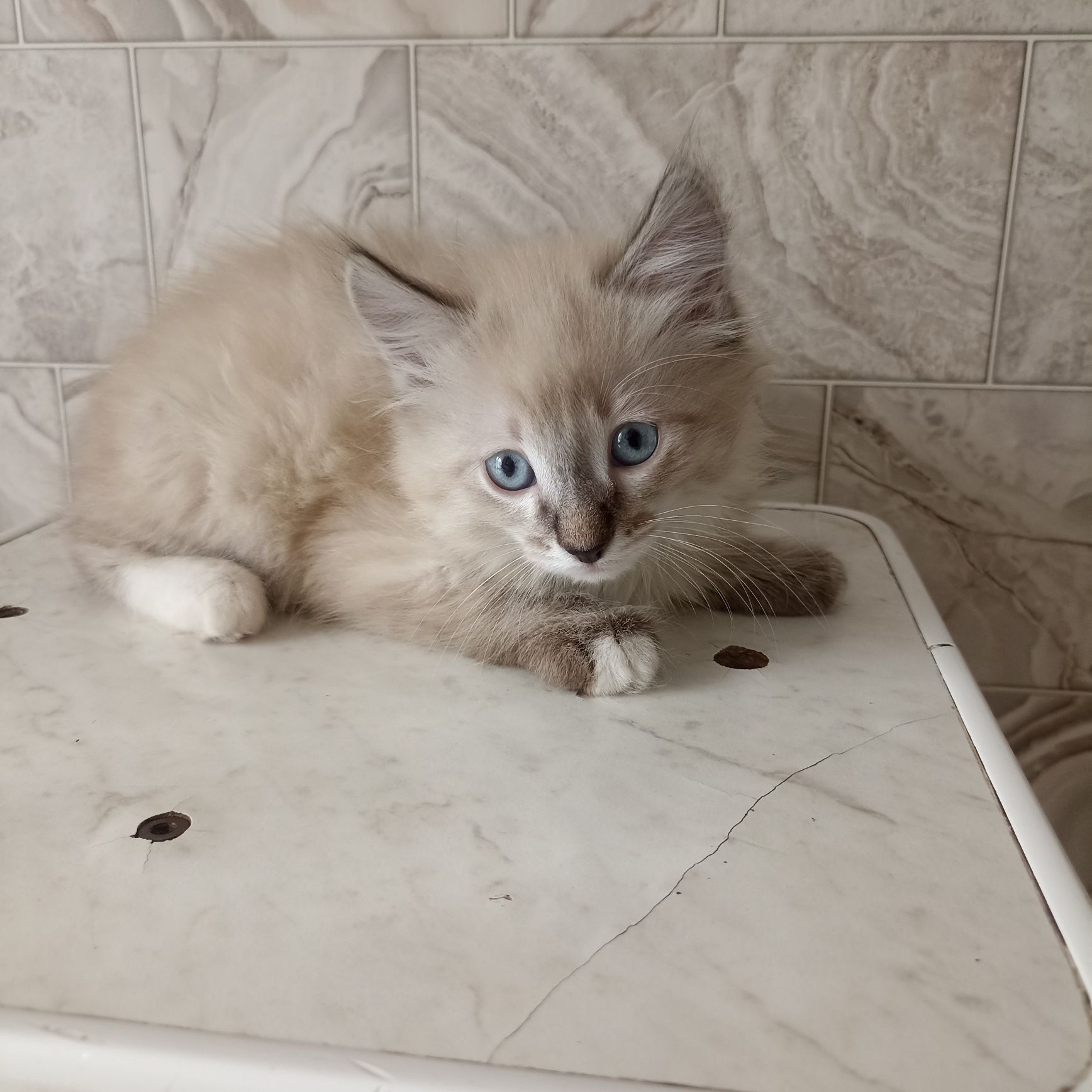 Котята                    .