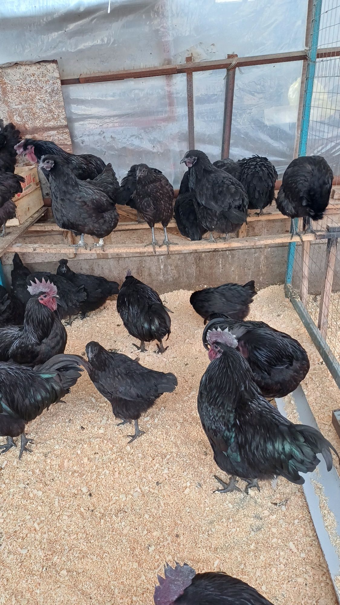 Продам инкубационое яйца кур породы ухейюлий