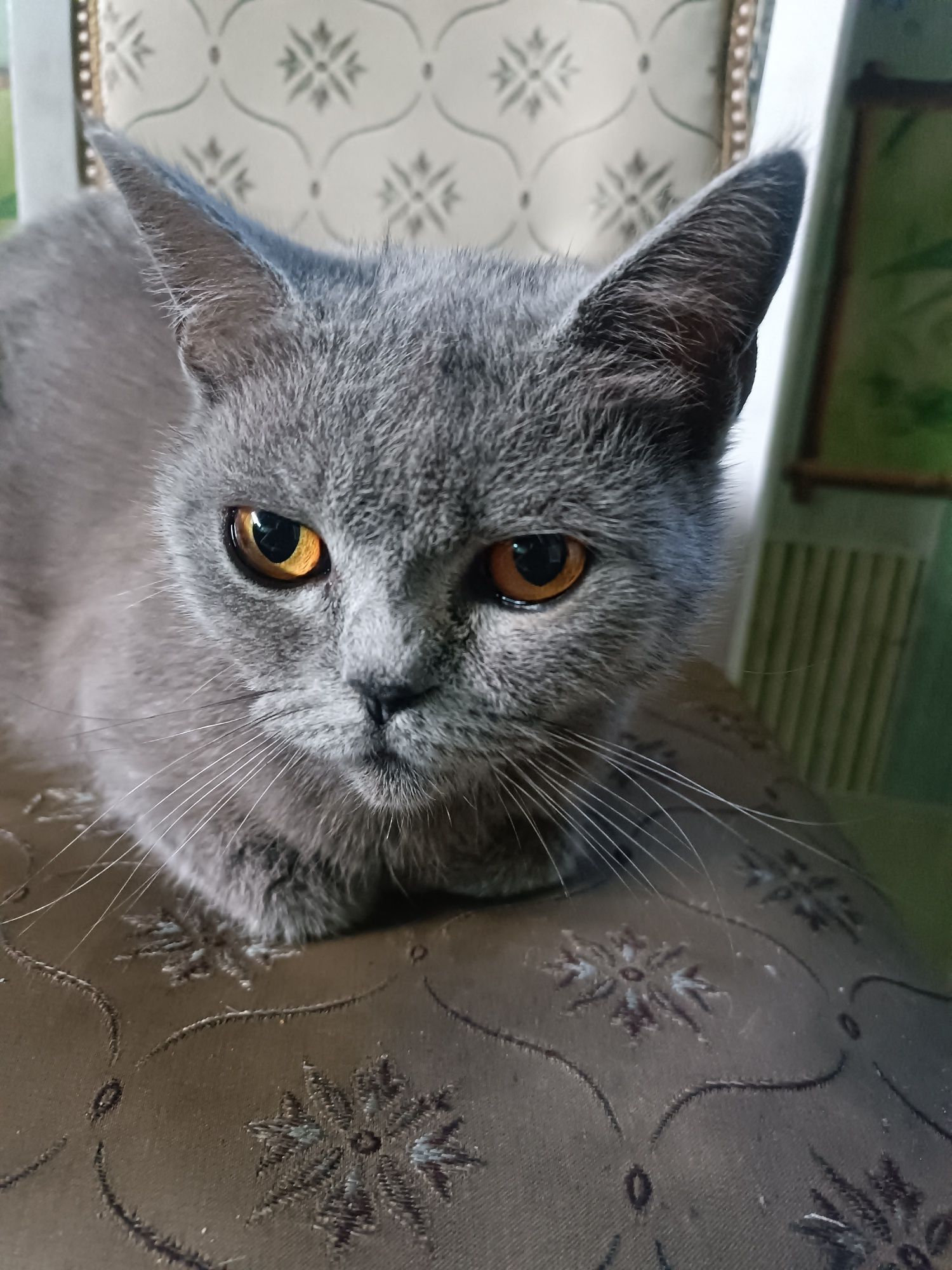 Кошка британка в добрые ручки