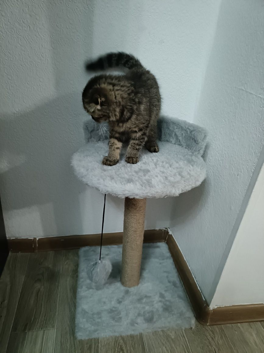 Продам Породистого Шотландского кота,  подростка