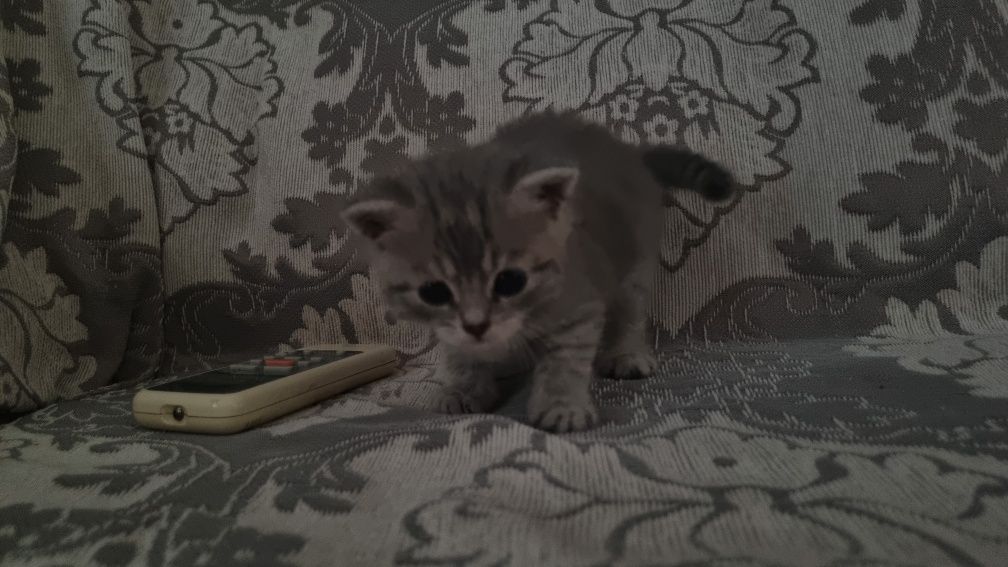 Котенок пушистый, подчиняеться приказам,не кусаеться просто играеться