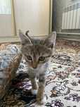 Маленький котенок