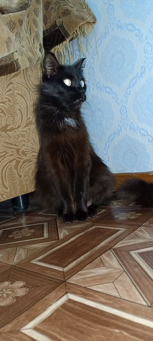 Отдам кошку и котят