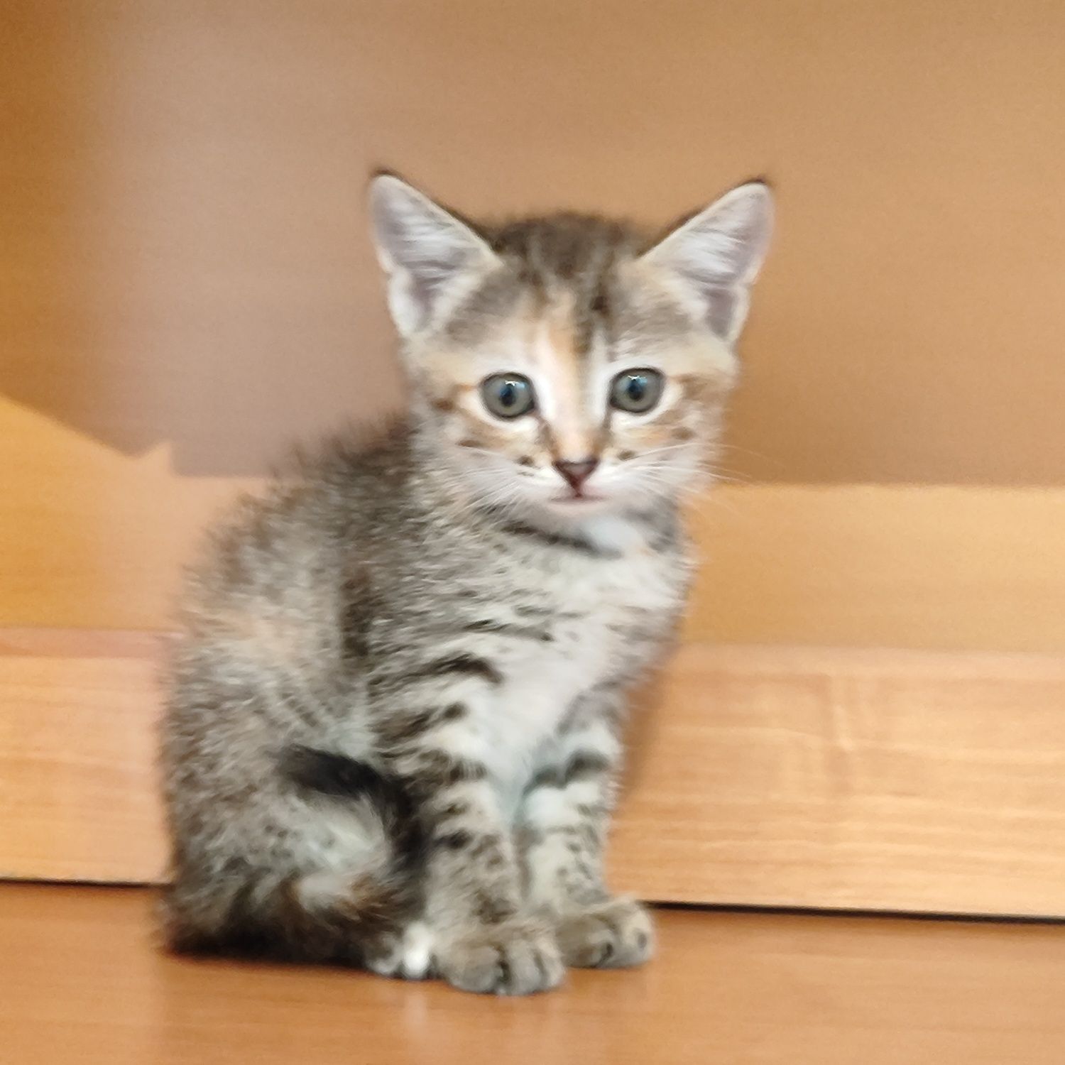 Отдам котёнка бауырластар 2