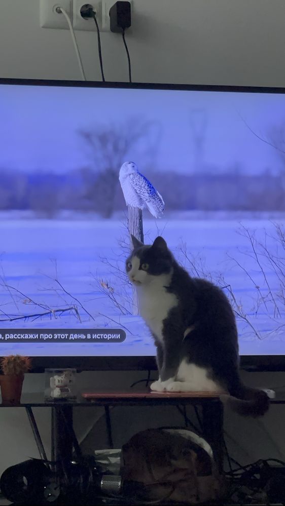 Кошечка ищет дом