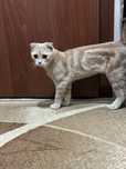 Вислоухий шотладнский котик в добрые руки