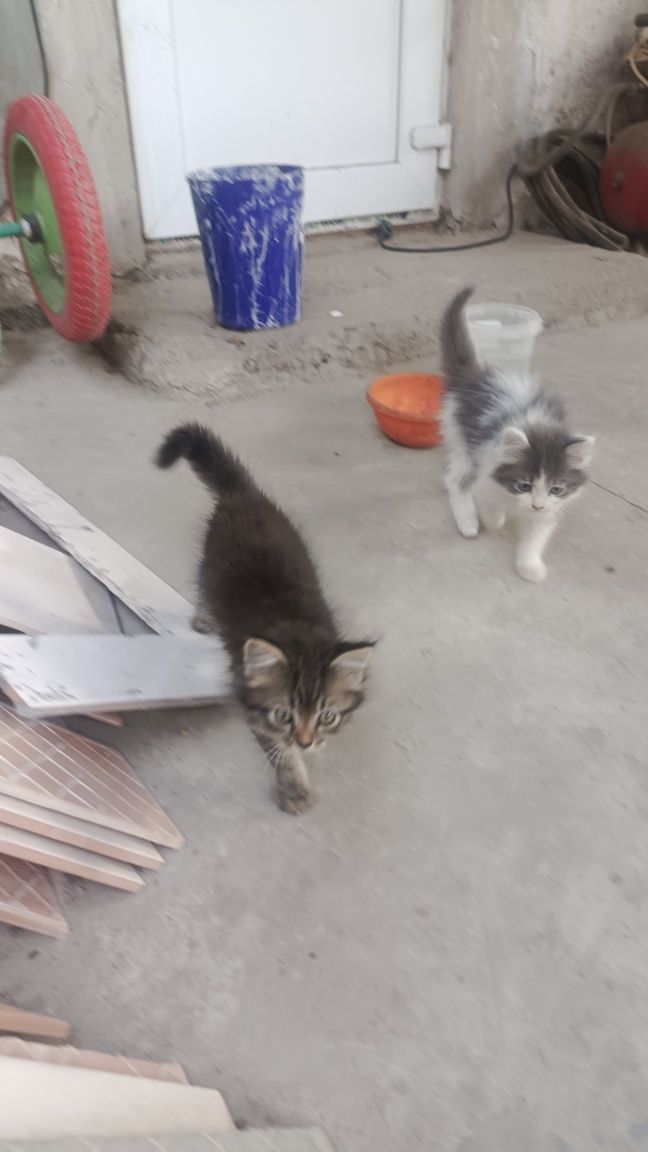 Отдам котят бесплатно
