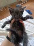 Котенок мальчик отдам