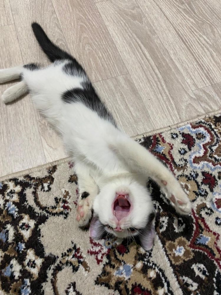 Котенок бесплатно