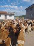 Баран Кой токты токтушки продаю Г.АЛМАТЫ