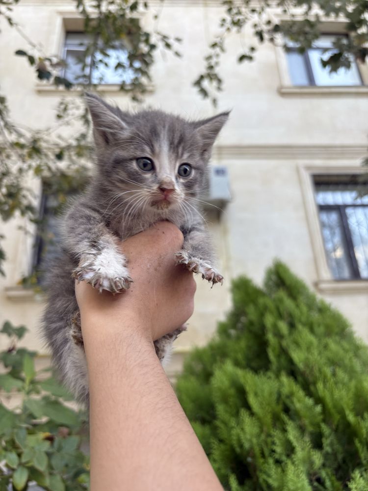 Котенки бесплатно