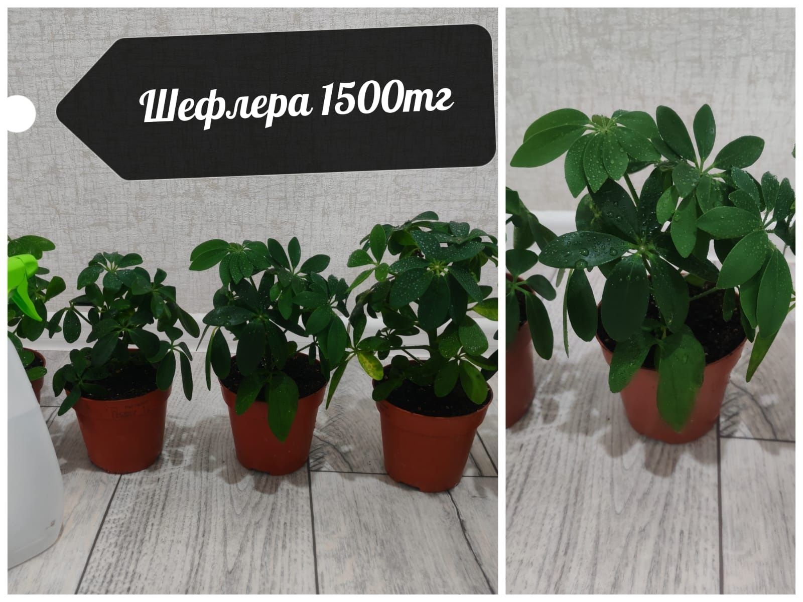 Бөлме гүлдері. Район Компоселок