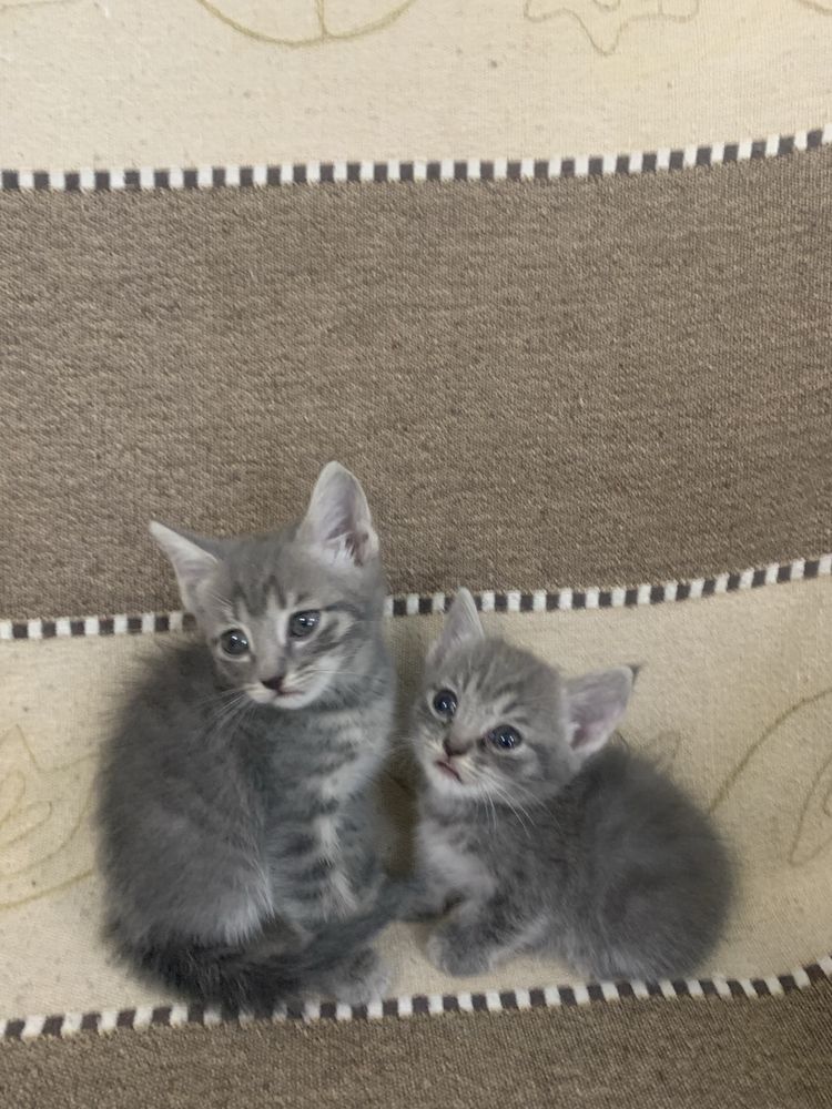 Котята в хорошие руки