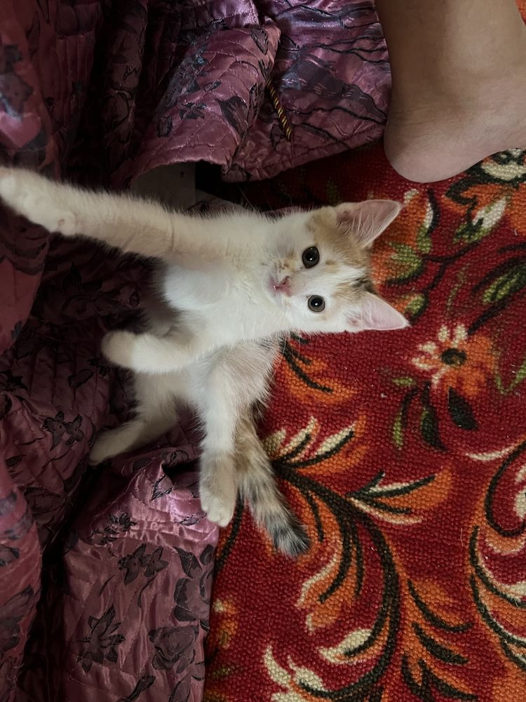 Отдам котенка добрые руки