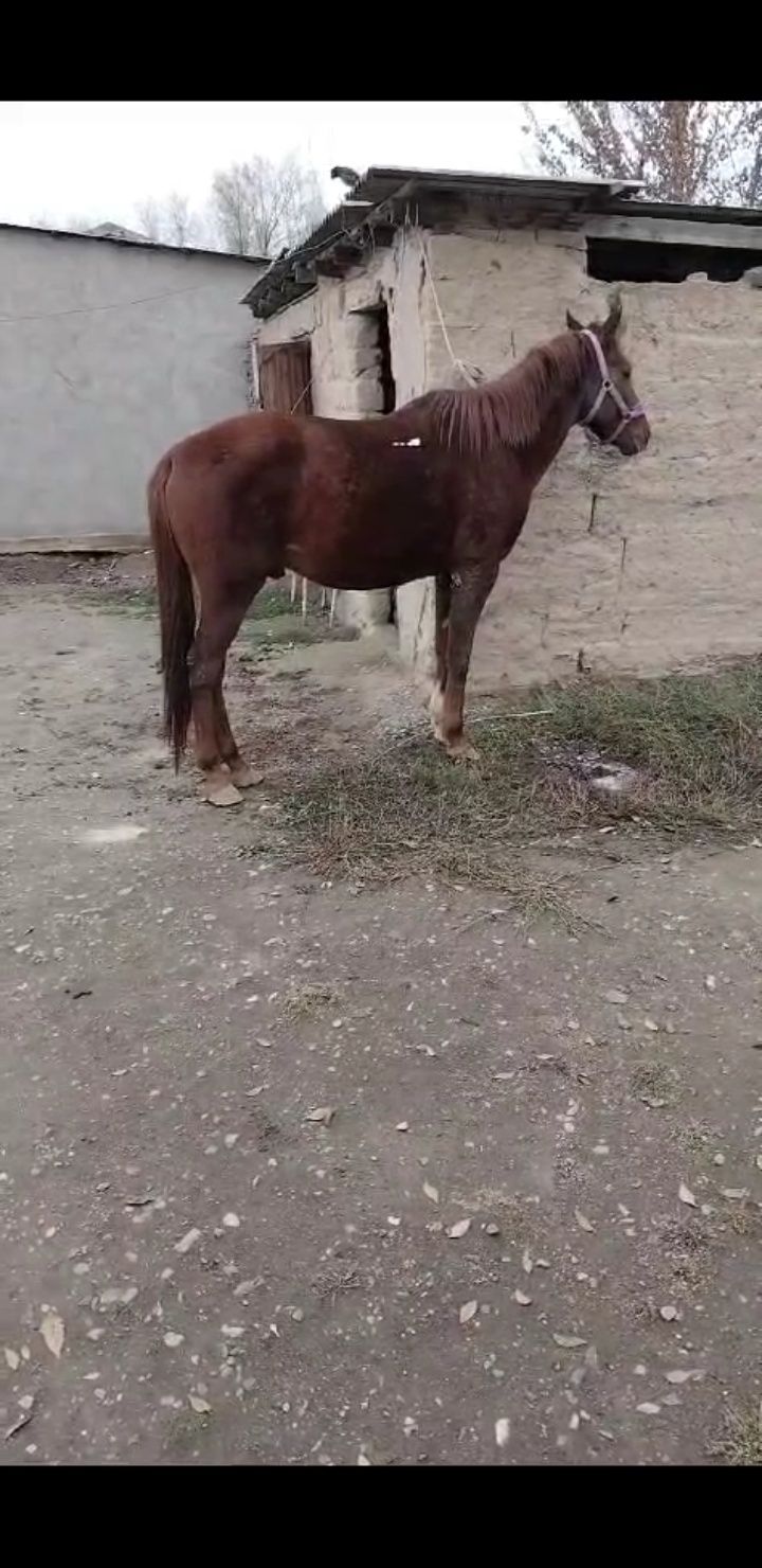 Лошадь пародисты