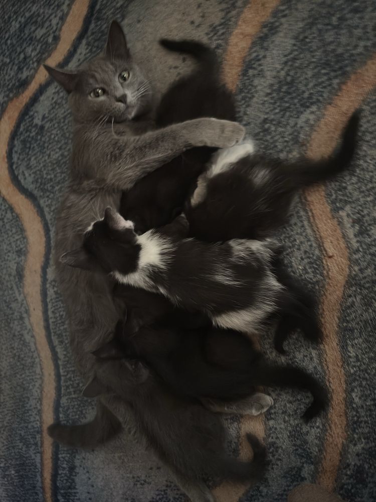 Котята домошние 1 мес