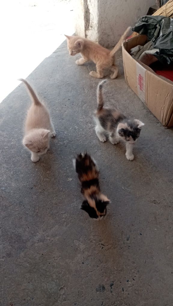 Отдам котят в хорошии руки
