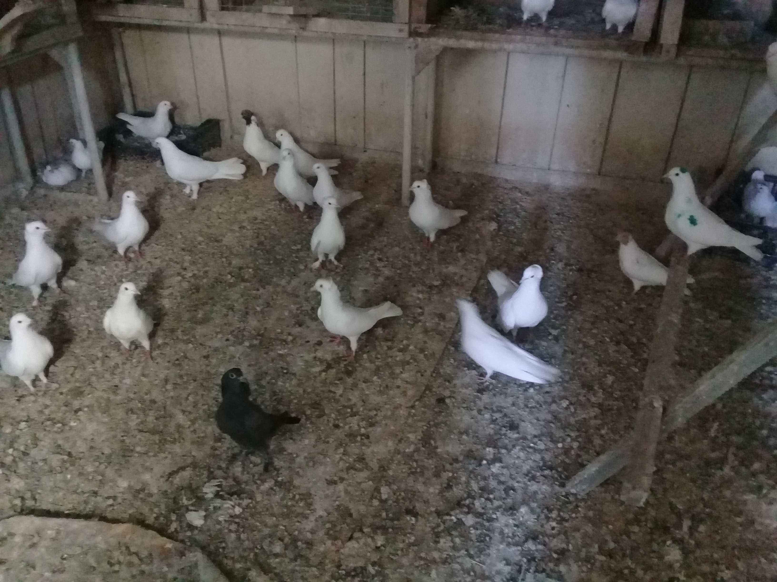 Продам бакинцы молодежь  голубей