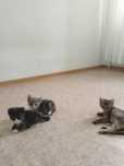 Отдам котят в добрые руки