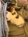 Котята (мальчики).