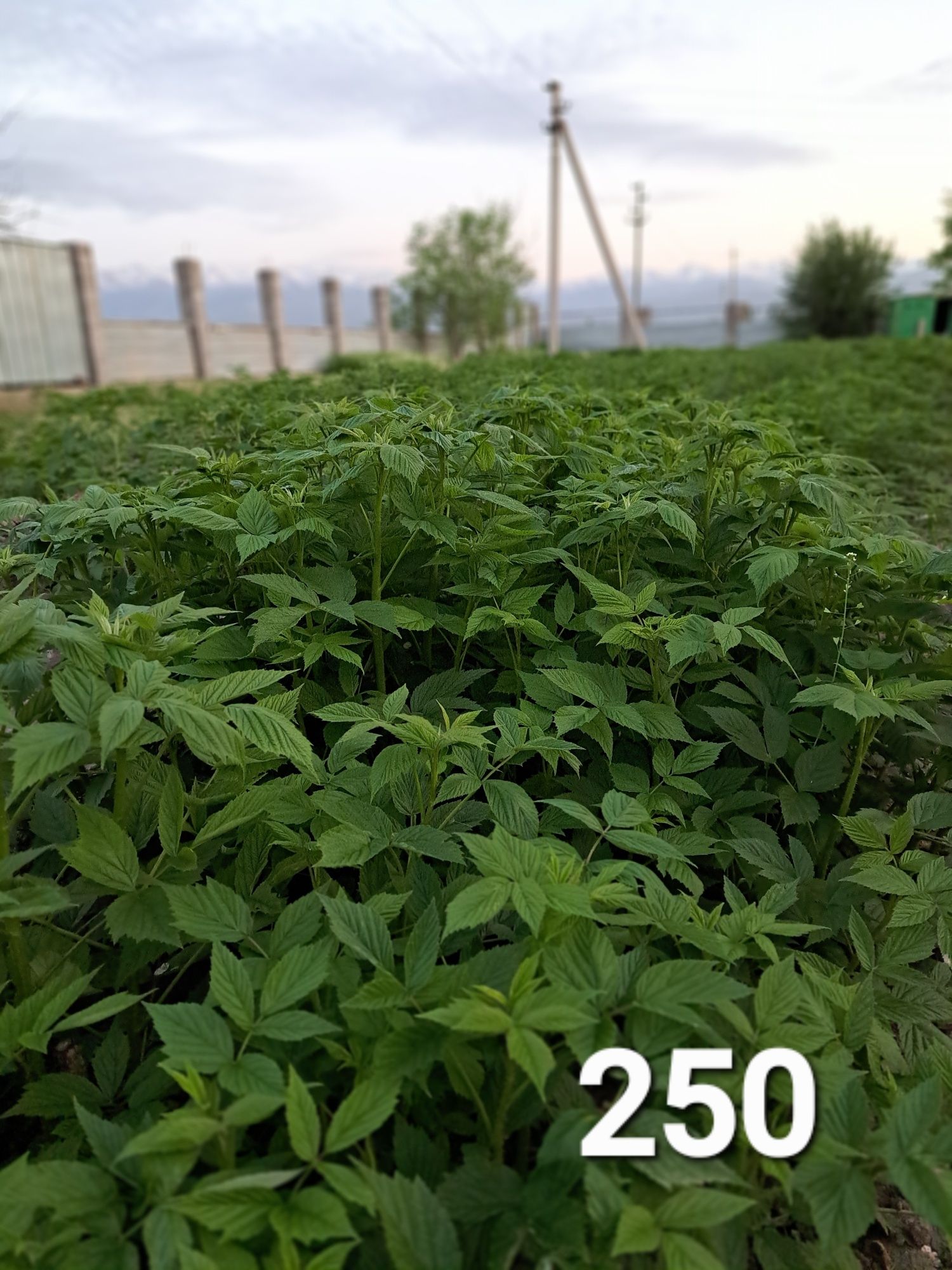 Продам плуг 5-х лемеховый