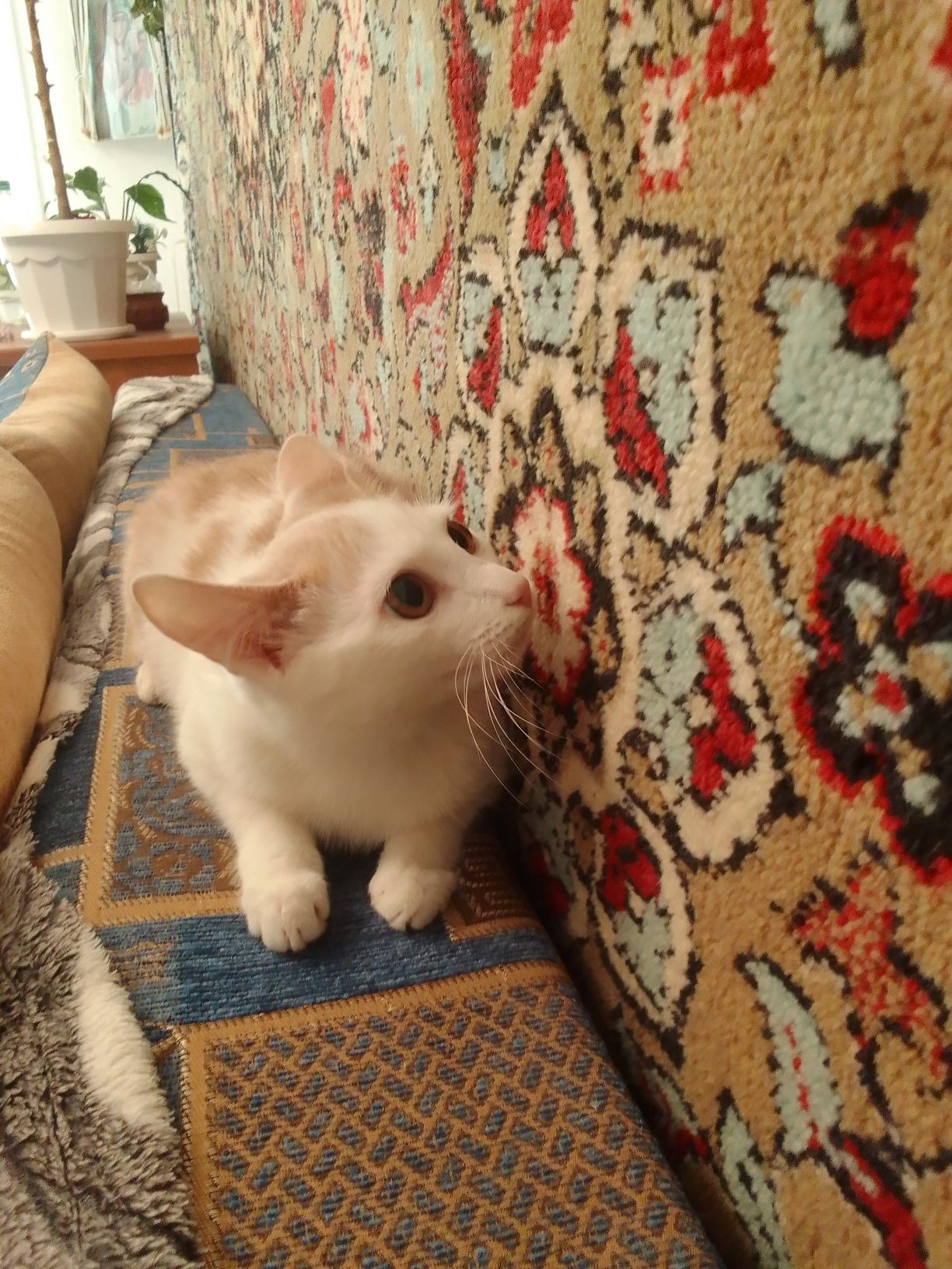 Отдадим  котика- мальчика 1,5 года в хорошие, надёжные р