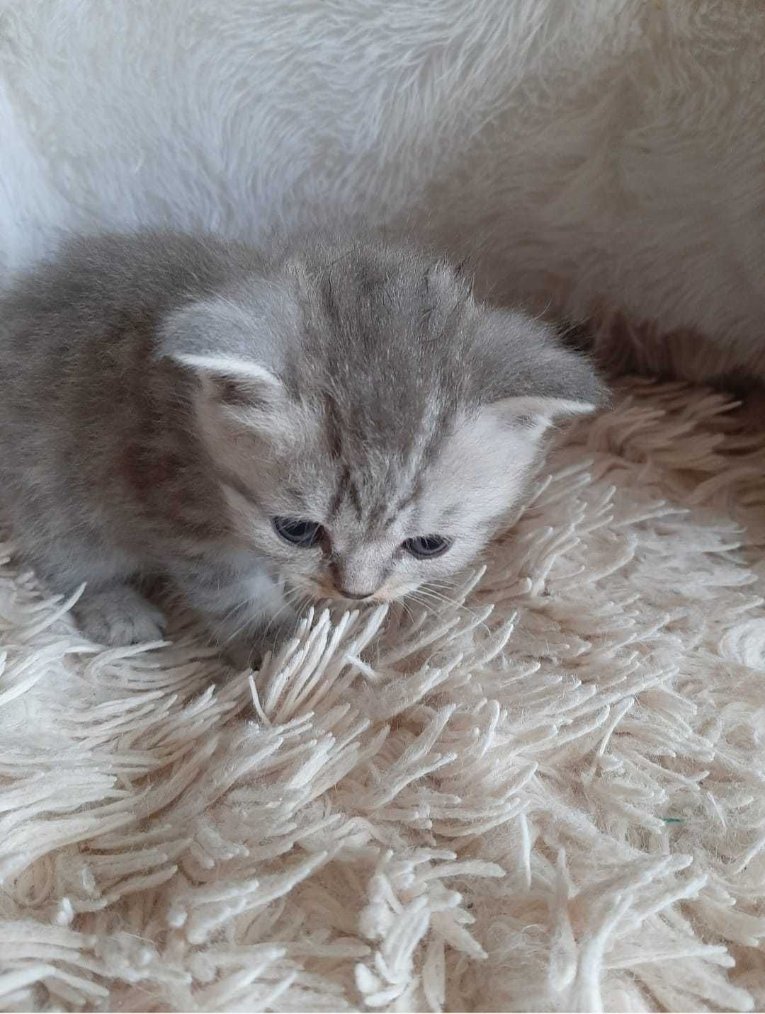 Котята скоттиш фолд