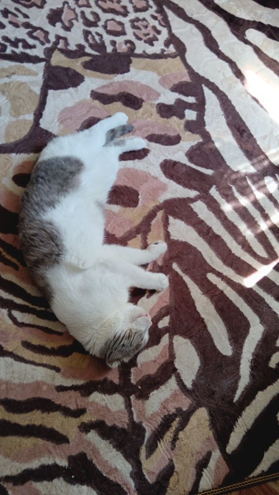 Отдам кота в хорошие руки