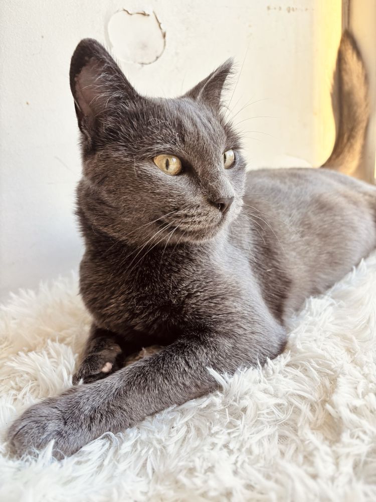Кошка в добрые руки, кот, котенок, кошка