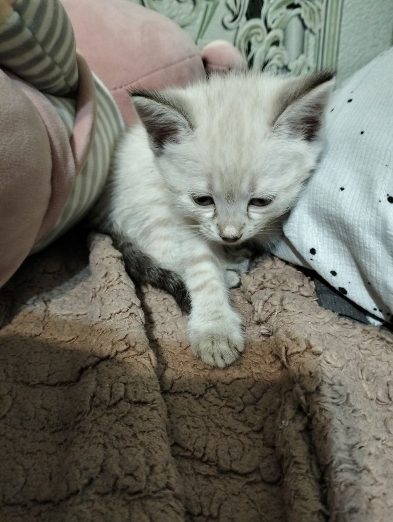 Прелестные коты ищут дом