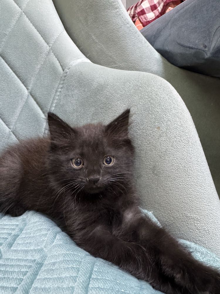 котенок бесплатно в добрые ручки