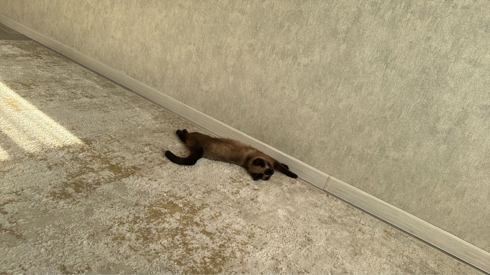 Сиамски кот отдам бесплатно