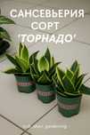 Сансевьерия «Торнадо» — стильное растение в подарок интерьеру!