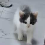 отлаю котенка в добрые руки