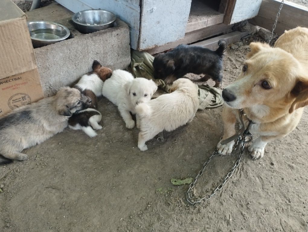 Щенят продам недорого.