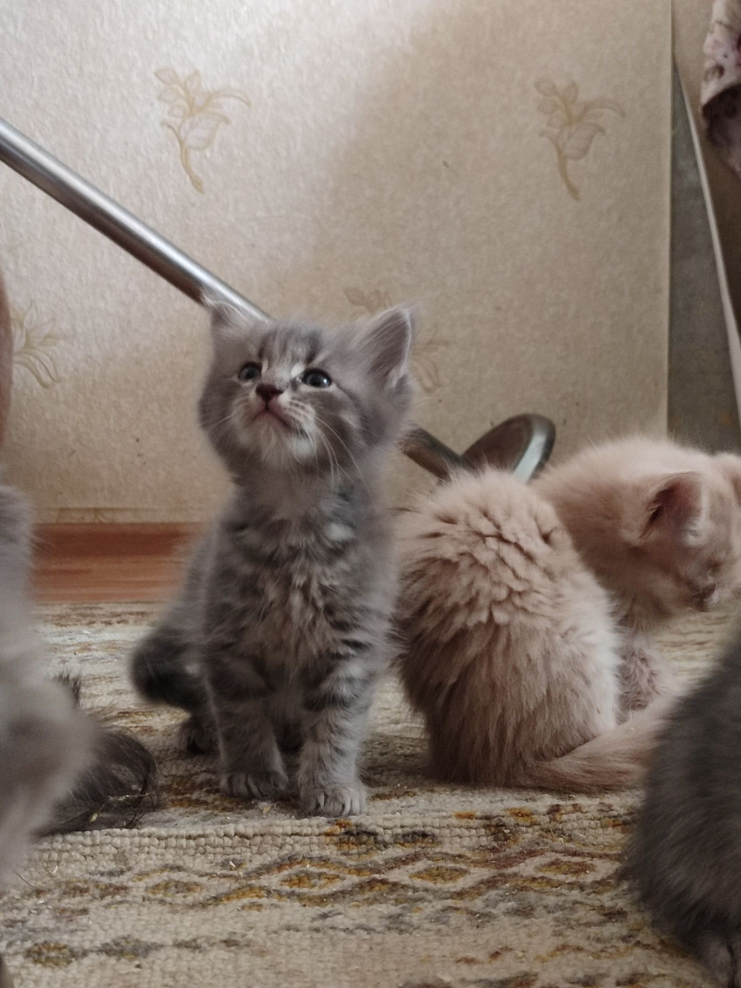 Продаются котята