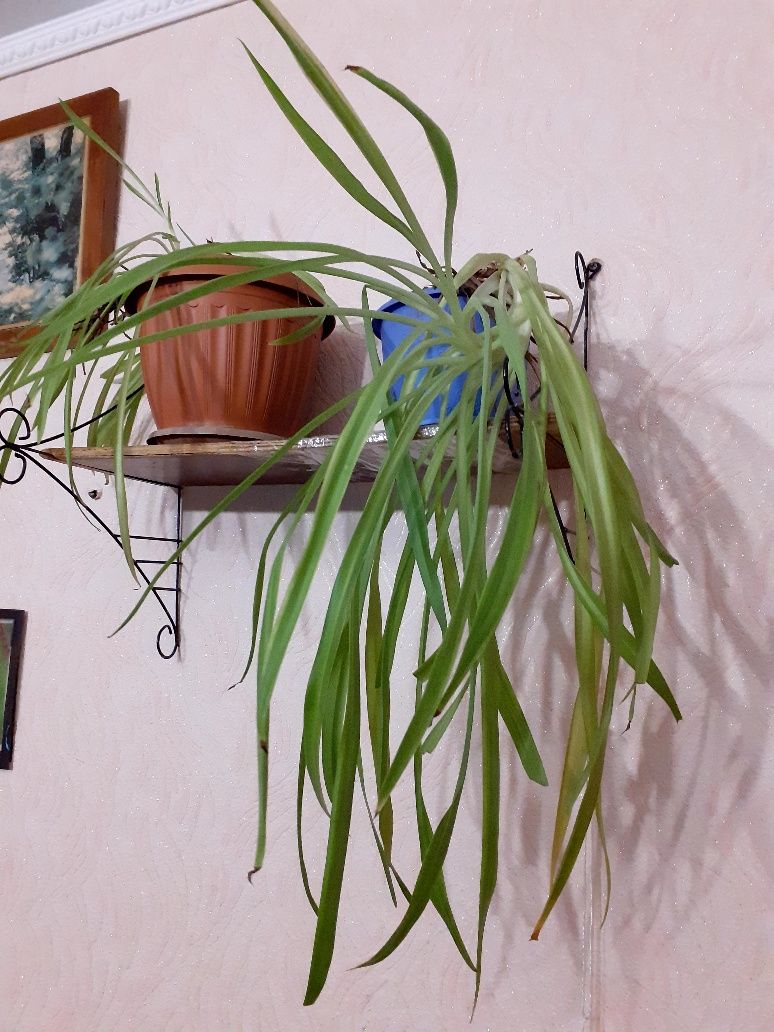 Настенные  полки  для  цветов.
