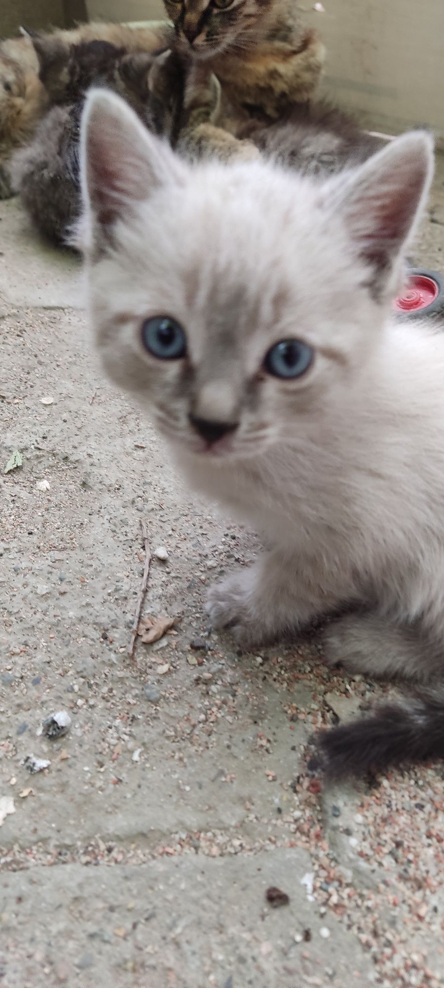 Отдам котят в добрые руки