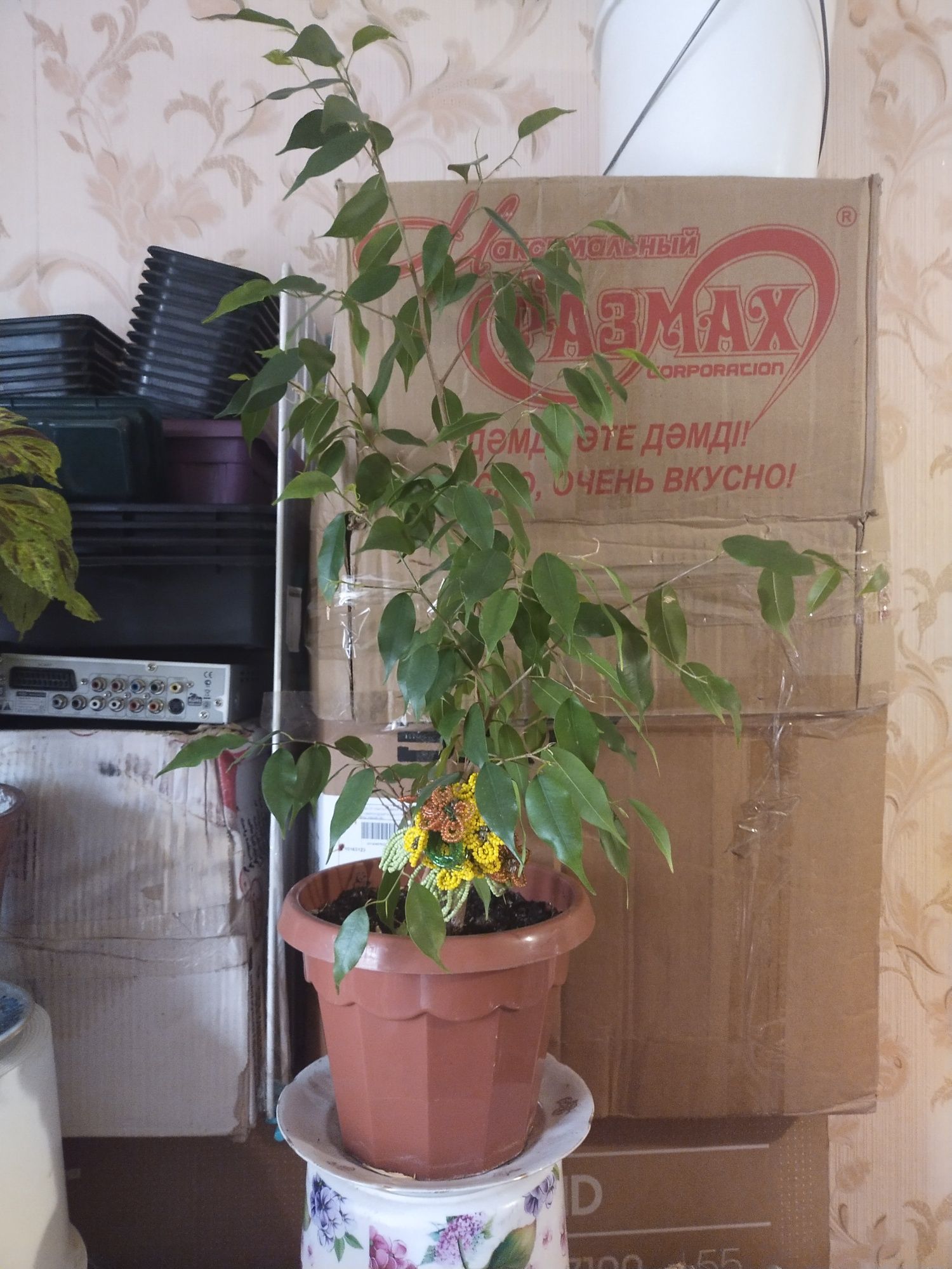 Продам комнатные цветы